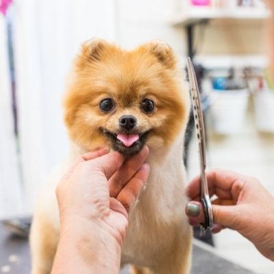 Animal Clinic of Van Wert - pet grooming