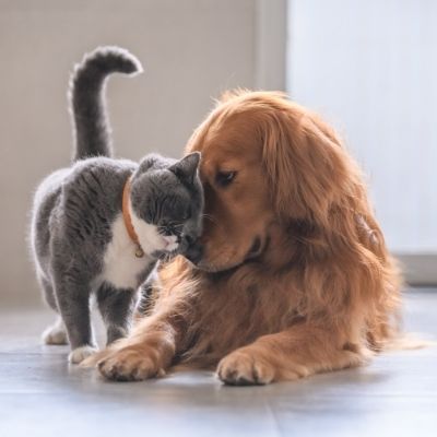 Animal Clinic of Van Wert dog and cat