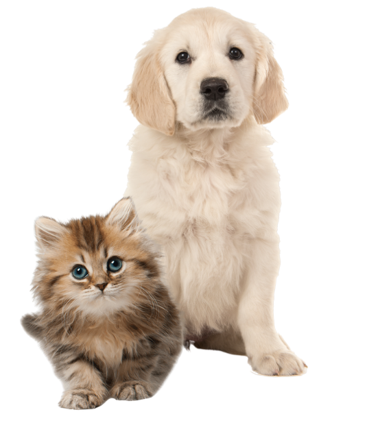banner-img cute cat and dog