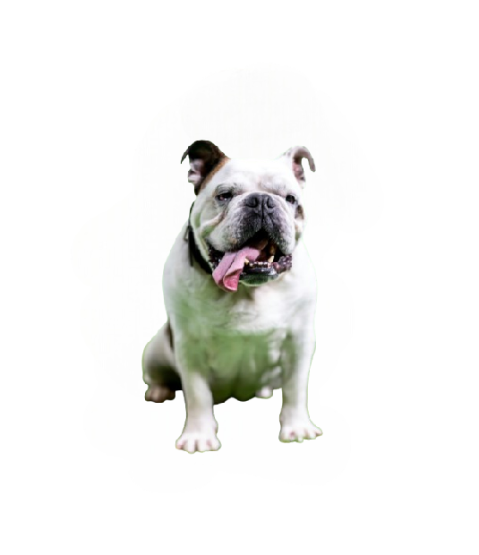 Pet Watching and Sitting