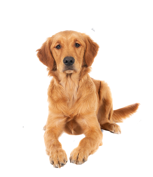Animal Clinic of Van Wert pet sick visit