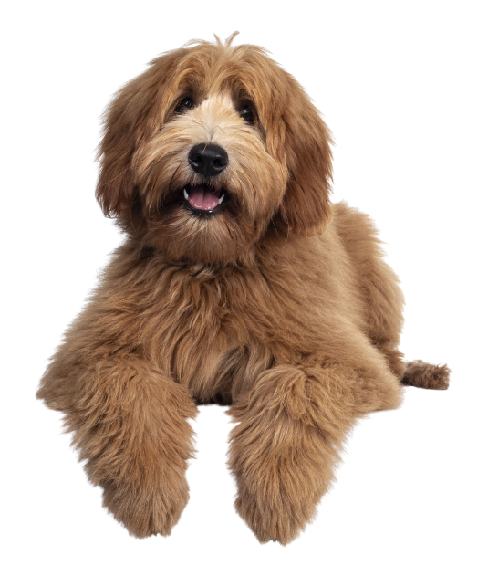Fluffy golden-brown puppy lying down